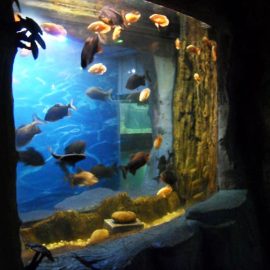 Акриловая панель высшего качества 2018 для аквариумных окон