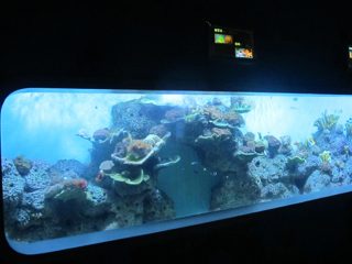 Искусственный литой акрил Цилиндрический прозрачный аквариум с рыбками / вид из окна