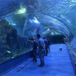 Акриловый туннельный проект океанариума в общественных аквариумах
